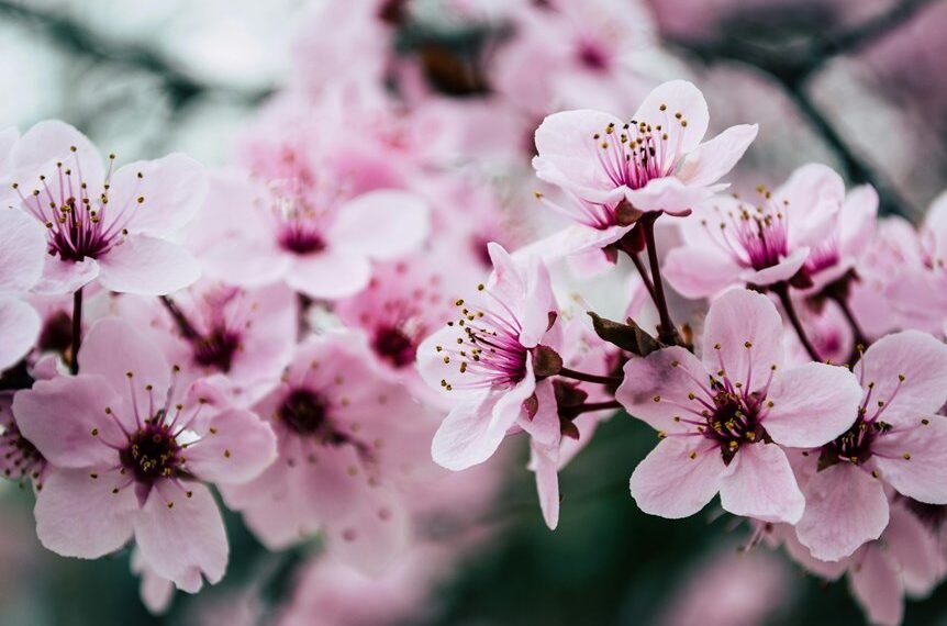 seo campaign for growth